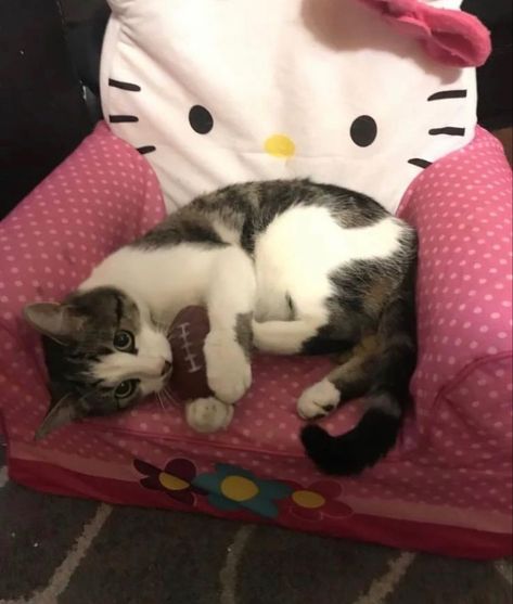 cat laying on hello kitty tiny couch Hello Kitty Couch, Kitty Couch, Tiny Couch, Hello Kitty, Kitty, Couch, Animals