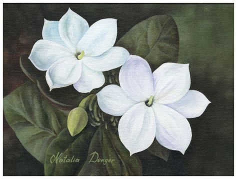 Arabian Jasmine- Philippines national flower, I want this as my next tattoo Jasmine Drawing, Jasmine Tattoo, Tattoo Sonne, Arabian Jasmine, Filipino Tattoos, Tattoo Flowers, National Flower, Flowers Tattoo, Jasmine Flower