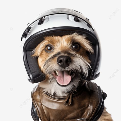 dog with rider helmet Dog Helmet, Lover Accessories, Transparent Image, Png Transparent, Png Image, Dog Lover, Graphic Resources, Dog Lovers, Free Download