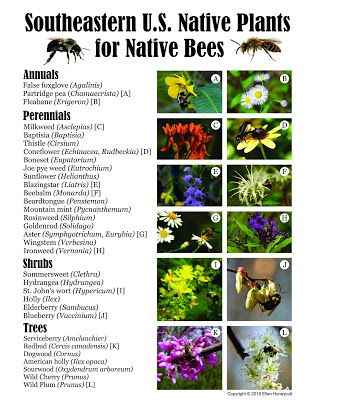 Using Georgia Native Plants: Native Plants for Native Bees Native Plant Landscaping, Northwest Native Plants, Pollinator Garden Design, Native Plant Landscape, Texas Native Plants, Florida Native Plants, Florida Landscaping, Pollinator Plants, California Native Plants