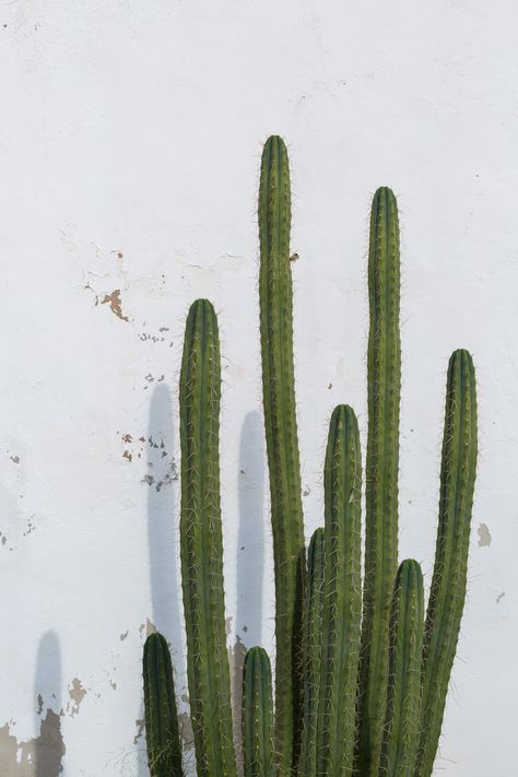 Cactus Aesthetic, Cactus Photography, Festival Aesthetic, Cactus Illustration, Handmade Planter, Plant Wallpaper, Picture Collage Wall, Cactus Garden, Photo Wall Collage