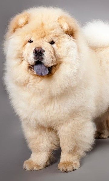 Las razas de perro más raras o menos conocidas - Foto 11 Chau Chau Dog, Perros Chow Chow, Chow Dog Breed, Chow Puppy, Big Fluffy Dogs, Chow Chow Dog, Cute Fluffy Dogs, Chow Dog, Wallpaper Dog