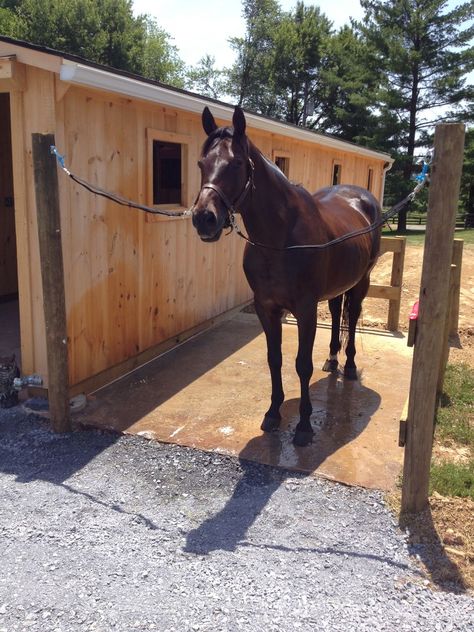 Wash Rack... Perfect to keep someone from tap dancing all over! Small Horse Farm, Small Horse Barns, Horse Shed, Horse Paddock, Horse Farm Ideas, Barn Hacks, Diy Horse Barn, Horse Barn Ideas Stables, Horse Arena