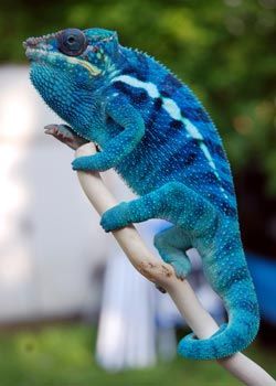 Panther Chameleon - photo by silverdusk Chameleon Care, Blue Chameleon, Panther Chameleon, Colorful Lizards, Chameleon Lizard, Rabbit Cages, Blue Bar, Cute Reptiles, Chameleons