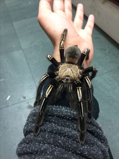 Pretty Tarantula, Unique Spiders, Pet Tarantula, Arachnids Spiders, Spider Species, Pet Spider, Funny Rats, Cool Bugs, Jumping Spider