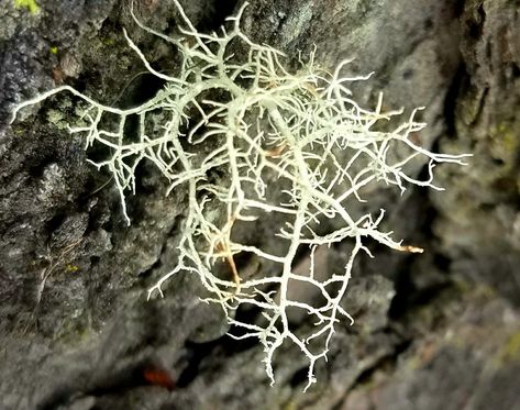 Fruticose Lichen, World Photography, Photography Nature, Nature Photography, Coral, Drawings, Photography, Quick Saves, Nature