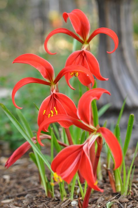 genus sprekelia | Sprekelia formosissima2 680x1024 Flor de Lis: Cultivo, suelo y riego ... Lily Bulbs, Stencil Patterns, Rare Flowers, Nature Garden, Bulb Flowers, Front Garden, Flower Pictures, Urban Garden, Paper Flowers