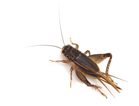 Cricket Cricket Insect, Farming Tips, Edible Insects, Cockroach Control, Animal Medicine, Small Insects, Cute Animal Clipart, Praying Mantis, Bugs And Insects