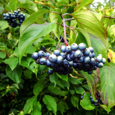 Silky Dogwood Berries | New Hampshire Garden Solutions Silky Dogwood, Dogwood Berries, Arkansas Ozarks, Dogwood Shrub, Magickal Herbs, Blue Berries, Magic Herbs, Garden Solutions, Flower Fairies