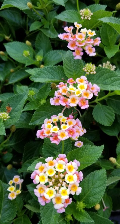 Lantana Lantana Flower, Forget Me Not, Botany, Beautiful Landscapes, Collage, Plants, Flowers, Floral, Photography