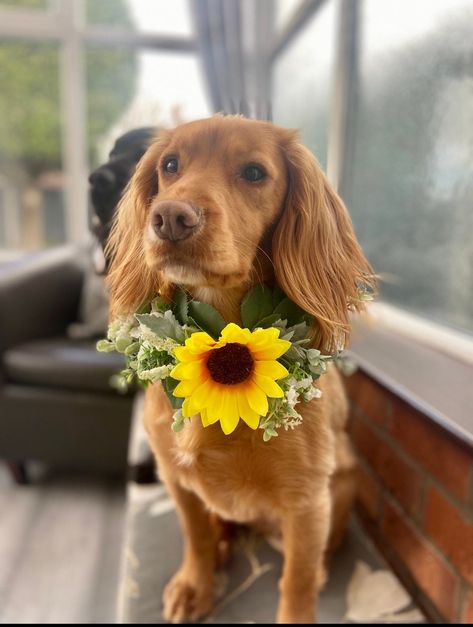 Sunflower Dog Collar Wedding, Dog Flowers Wedding, Summer Floral Wedding, Sunflower Photoshoot, Dog Wedding Attire, Wedding Dog Collar, White And Pink Roses, Sun Dogs, Dog Photoshoot