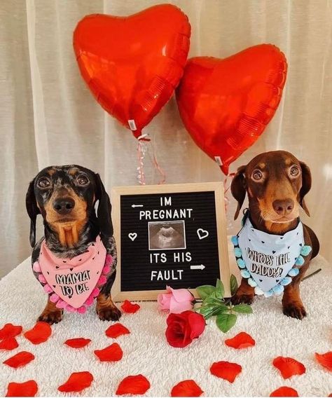 Puppy Announcement, Dog Pregnancy Announcement, Baby Dachshund, Pregnant Dog, Dog Photoshoot, Funny Dachshund, Roses Are Red, Dog Hacks, Dog Breeder