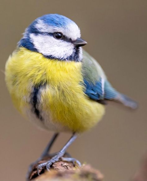 Birds On Branches Photography, Bird Close Up, Blue Jay Birds, Bird Reference Photos, Photos Of Birds, Bird Reference, Bird Portrait, Regard Animal, Birds Photography Nature