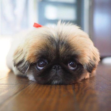 14 Reasons Why Pekingese Will Steal Your Heart – Page 2 – The Paws Pekingese Puppy, Pekingese Puppies, Chien Shih Tzu, Shitzu Puppies, Tattoo Nature, Animals Tattoo, Puppies Cute, Very Cute Puppies, Pekingese Dogs