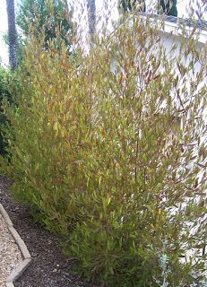 The 2 Minute Gardener: Photo - Hopseed Bush (Dodonaea viscosa) Purple Hopseed Bush Privacy Screens, Purple Hopseed, Yard Privacy, Privacy Ideas, Backyard Plan, Drought Tolerant Landscape, Landscaping Inspiration, Outdoor Deco, Eagle Rock