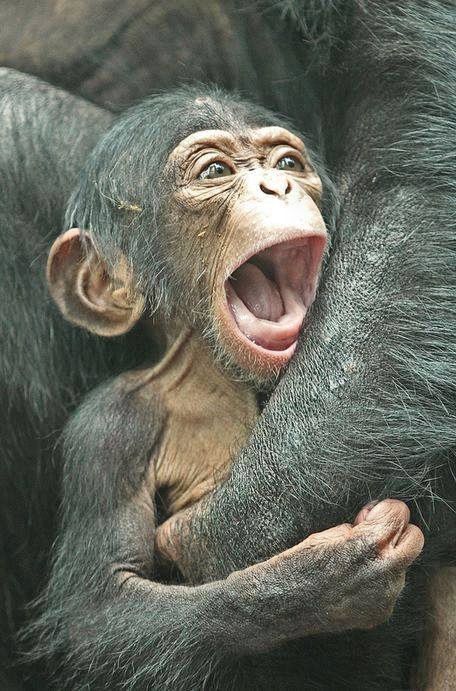 crying Baby Chimpanzee, Mandrill, Great Ape, Cute Monkey, Primates, Jungle Animals, Animal Planet, Funny Pics, Cute Funny Animals