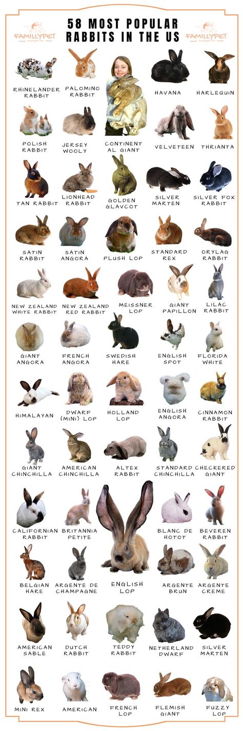 Different Types Of Bunnies, Breeds Of Bunnies, Different Bunny Breeds, Cute Bunny Breeds, Types Of Bunny Breeds, Rabbit Breeds Types Of Bunnies, Types Of Rabbits Breeds, Bunny Care For Beginners, Rabbit Care For Beginners