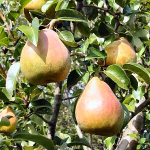 Oregon state fruit- pear Pear Varieties, Make A Family Tree, Pear Juice, Juicer Recipes, Backyard Vegetable Gardens, Pear Recipes, Pineapple Fruit, Seasonal Allergies, Pear Trees