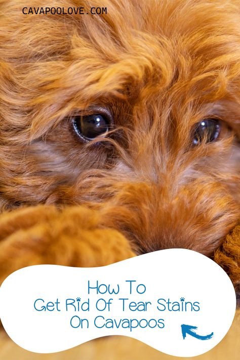 Close up photo of a Cavapoo's eyes showing dark tear stains Cavapoo Grooming Styles, Cavapoo Grooming, Cavapoo Dogs, Cavapoo Puppies For Sale, Cleaning Methods, Grooming Style, Cavapoo Puppies, Safe Cleaning Products, Tear Stains