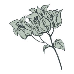 Bougainvillea Flower Tattoo, Bougainvillea Drawing, Bougainvillea Illustration, Bougainvillea Tattoo, Bougainvillea Painting, Saffron Flower, Flower Line Drawings, Sunflower Pictures, Drawn Flowers