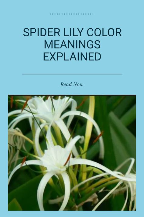 Spider lilies are truly fascinating plants that carry deep meanings across various colors. The stunning white spider lily symbolizes purity and elegance, while the enchanting pink signifies love and beauty. Blue spider lilies often represent peace and calmness, contrasting beautifully with the rich purple, which can symbolize imagination and creativity. Discover how each color communicates its own unique message. Explore the significant meanings behind these blooms and how they can enrich your garden or flower arrangement. Learn the secrets of their symbolism today! White Spider Lily, Lily Meaning, Lily Tattoo Meaning, Lily Color, Spider Lilies, Lotus Sutra, Lily Blue, Red Spider Lily, Spider Lily
