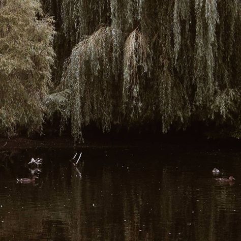 Green Academia, Dark Naturalism, Dark Acadamia, Academia Aesthetics, Slytherin Aesthetic, Weeping Willow, Dark Paradise, Dark Academia Aesthetic, West Village