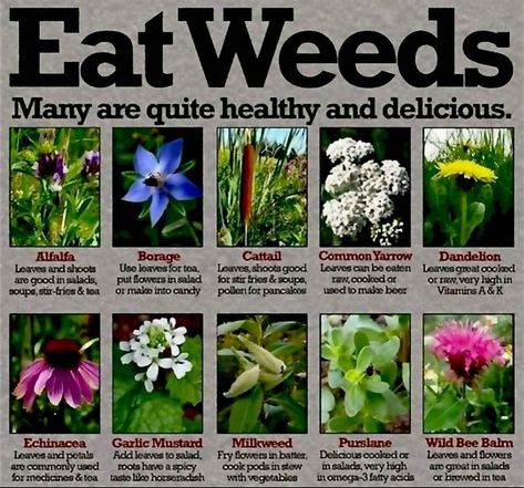 Dandelion Uses, Medicinal Herbs Remedies, Wild Bees, Dandelion Leaves, Edible Wild Plants, Healing Plants, Bee Balm, Herbs For Health, Wild Edibles