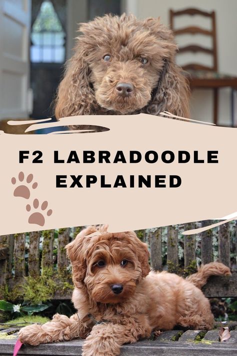 F2 Labradoodles - What Exactly They Are! Doodle Tips, Puppy Games, F1 Labradoodle, F1b Labradoodle, Chocolate Labradoodle, Puppy Videos, Mini Goldendoodle Puppies, Shih Tzu Funny, Australian Labradoodle