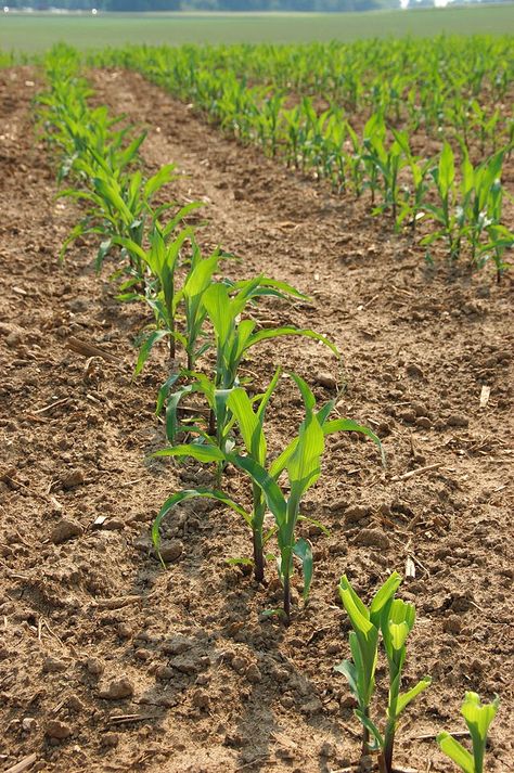 The KINNICK Project: 75 Years Ago Today - Eileen's Diary - June 16, 1939 Corn Bred, Farming Land, Agriculture Photography, Corn Crop, Indian Corn, Corn Plant, Seed Company, Three Sisters, Maize