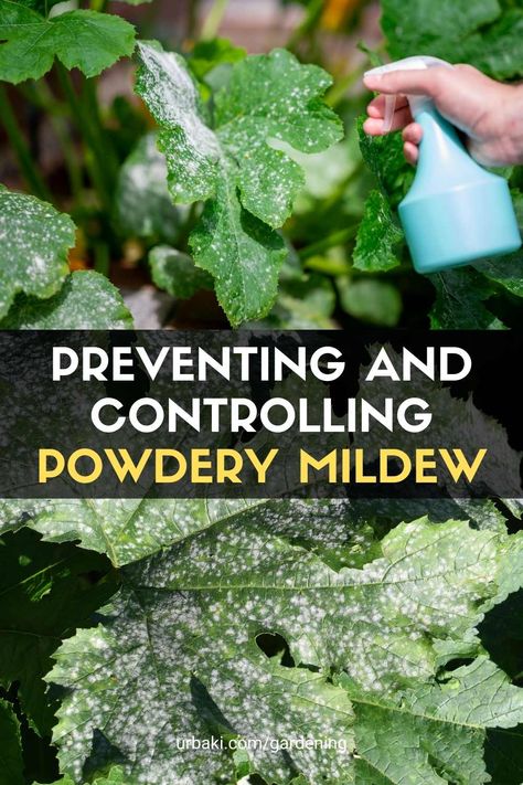 If you notice fungus on the leaves in your garden, powdery mildew is probably the culprit. Powdery mildew is a fungal disease that results in a gray or white coating on the leaves and stems of infected plants. Powdery mildew infection usually starts with a few spores on the leaves, but spreads quickly, forming a thick layer of fungus. It can eventually cause yellowing of the leaves and premature leaf drop. Plants Affected by Powdery Mildew Powdery mildew thrives in humid conditions with... Curry Leaf Plant, Skin Fungus, Tulsi Plant, Hello How Are You, Natural Pesticides, Sensitive Plant, Plant Fungus, Plant Diseases, Powdery Mildew