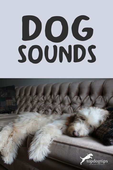 This is an article all about dog sounds. What do they mean and what are they tell you about their safety and well being. Napoleon Mastiff, Mean Dog, Dog Sound, Dog Sounds, Safety Training, Dog Safety, Husky Dogs, Pet Parent, An Article