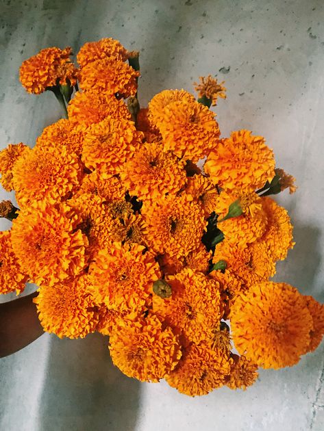 Coco Gold Marigold, Bouquet Of Marigolds, Orange Marigold Flower, Marigolds Bouquet, Marigold Wedding Bouquet, Marigold Flower Bouquet, Marigold Flower Aesthetic, Marigold Photography, Marigold Jewelry