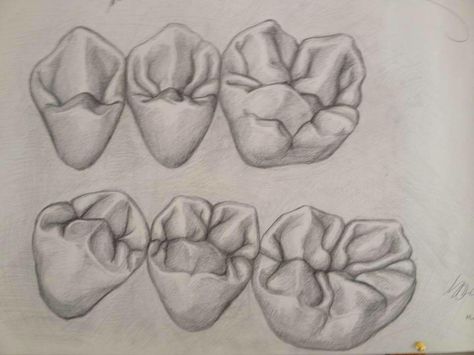 Molars drawing Molar Drawing, Clinic Art, Teeth Anatomy, Dentist Art, Teeth Drawing, Tooth Tattoo, Dental Aesthetics, Teeth Art, Dentistry Student