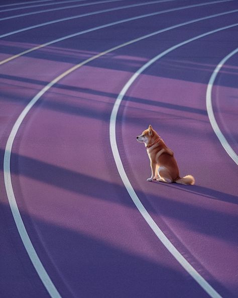 Paris Olympics 2024, Olympics 2024, Paris Olympics, Purple Wallpaper Iphone, Purple Wallpaper, Shiba Inu, The Purple, Olympic Games, The View