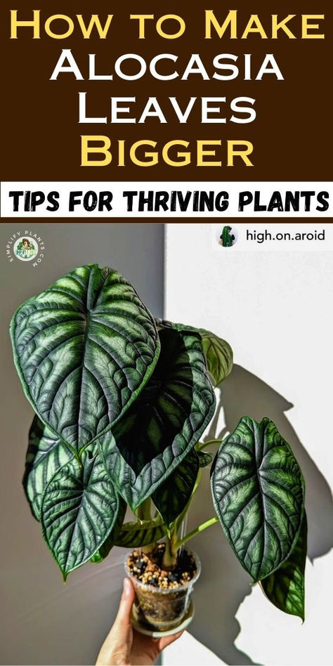 Discover effective solutions for Alocasia leaves getting smaller! If you're  facing Alocasia small leaves or Alocasia leaves shrinking, our guide on  Alocasia leaf size issues will help you understand the reasons behind these  concerns. Learn about Alocasia growth problems and why Alocasia leaves get  smaller, ensuring your plant’s health thrives. Unlock expert tips for  Alocasia plant care and enhance your Alocasia care routine for bigger,  healthier leaves. Alocasia Plant Care, Alocasia Care, Alocasia Plant, Small Leaves, Big Leaves, House Plant Care, Small Leaf, Growing Indoors, Plant Shelves