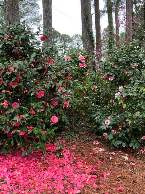 Zone 7 Garden, Forest Landscaping, Camellia Garden, Garden 101, Flower Symbolism, Flower Aesthetics, Painting Studies, Washington House, Cottagecore Spring