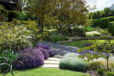 Neat sandstone walls and inviting pathways all form part of the new design for this front garden. Shaded by a mature *Ficus microcarpa* and a Japanese maple, the path is flanked by pretty purple *Plectranthus* ‘Mona Lavender’, clipped *Helichrysum italicum* and *Cercis canadensis* ‘Forest Pansy’ trees. Dreamy Gardens, Garden Design Plants, Sydney Gardens, Native Gardens, Hampton Style, Front Yard Garden Design, Sloped Garden, Australian Garden, Potager Garden