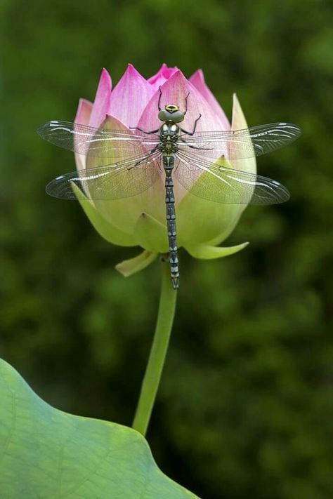 Dragonfly Photos, Dragon Flys, Gossamer Wings, Cool Insects, Damselflies, Insect Photography, Dragonfly Dreams, Dragonfly Art, Dragonfly Tattoo