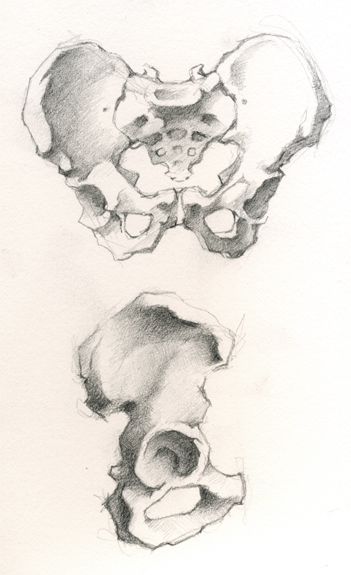 Anatomical Sketch - Jeff Haines Pelvis Sketch, Hip Bone Drawing, Jeff Haines, Anatomy Muscles, Illustration Expressions, Human Skeleton Anatomy, Sketch Character, Anatomy Bones, Pelvic Bone