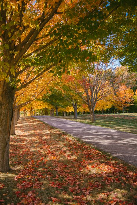 New England In The Fall, England In The Fall, Autumn Gardening, Autumn 23, Fall Canvas Painting, Fall Garden, Autumn Scenes, Autumn Nature, Autumn Scenery