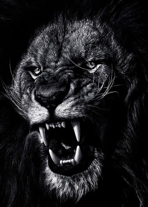 White Wallpaper Iphone, Wallpaper Iphone Lockscreen, Wallpaper Lion, Angry Lion, Black And White Wallpaper Iphone, Lioness Tattoo, Old Warrior, Black And White Lion, Wallpaper Black And White