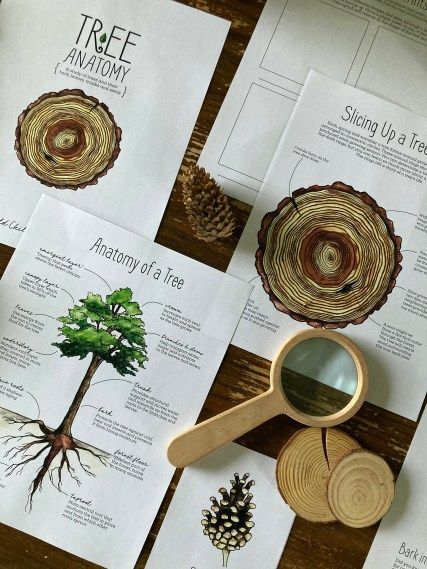 Tree Anatomy, Nature Based Learning, Homeschool Nature Study, About Trees, Forest School Activities, Tree Study, Nature School, Summer Trees, Wonders Of Nature