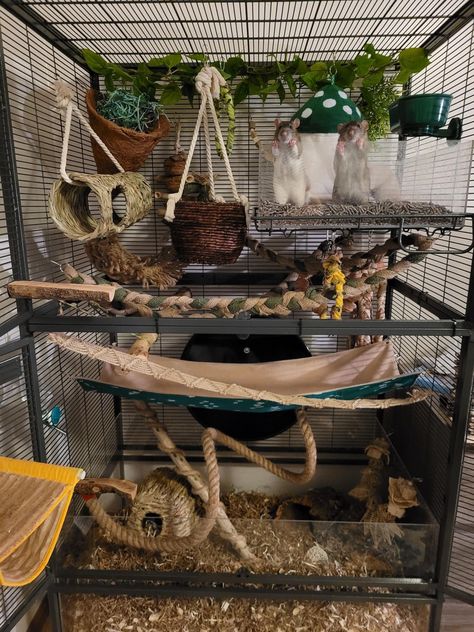 Crochet Pet Rat Toys, Ray Cage Ideas, Rat Cage Decoration Ideas, Pet Rat Cages Aesthetic, Rat Enclosure Diy, Rat Habitat Ideas, Critter Nation Cage Ideas Pet Rats, Pet Rat Cage Setup, Pet Rat Enclosures