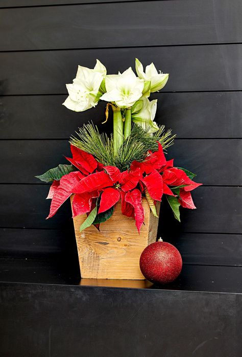 Try some of these ideas for decorating with this classic Christmas plant. We're sharing poinsettia decorating ideas for nearly every room of your home. #christmasdecor #poinsettias #holidaydecor #ideas #display #bhg Poinsettia Display Ideas, Poinsettia Arrangement, Poinsettia Decorating Ideas, Silk Poinsettia Arrangement, Pointsetta Plant Christmas Decor, Poinsettia Centerpiece, Poinsettia Care Houseplant, Easy Holiday Decorations, Winter Flower Arrangements