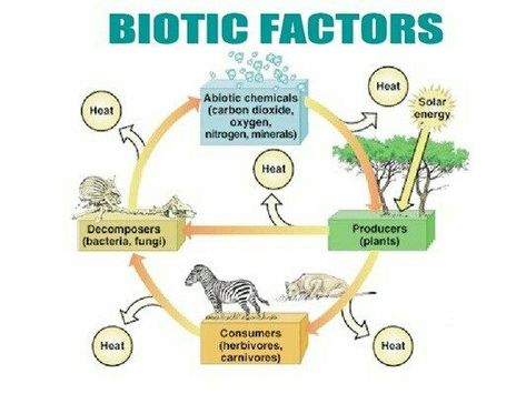 our environment class 10 Biotic Factors, Aquatic Ecosystem, Ozone Layer, Greenhouse Effect, Environmental Change, Water Pollution, Bts Aesthetic Wallpaper For Phone, Solar Heating, Human Activity