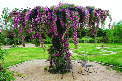 Rebar Trellis Umbrella | peggy martin climbing rose on steel tree beautiful!!!! Umbrella Trellis, Rebar Trellis, Climbing Roses Trellis, Rose Trellis, Diy Trellis, Climbing Roses, Garden Trellis, Garden Structures, Lawn And Garden