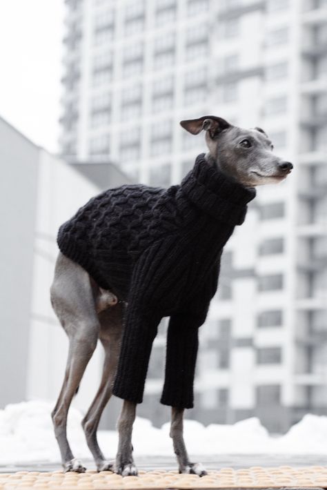 Merino Wool Knitted Sweater for Italian Greyhounds and Whippets . Handmade Knit Sweater. - Etsy Australia Handmade Sweater, Handmade Knit, Dog Id Tags, Dog Id, Italian Greyhound, Merino Wool Sweater, Whippet, Handmade Knitting, Dog Accessories