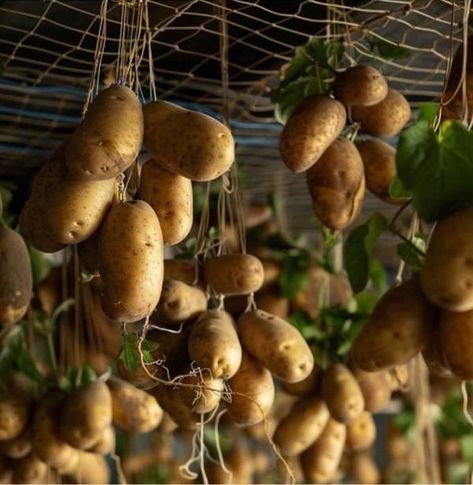 Grow Potatoes, Garden Hacks, Growing Potatoes, Hydroponics, Gardening Tips, Soil, Do It