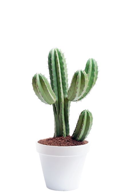 Dokunduğumuzda canımızı yaksa da  görüntüsü huzur veren bu bitkileri evimize alalım negatif enerji ile dolan bu evlerde kendi zevkinizi yakalayın! Kaktus Dan Sukulen, Cactus House Plants, How To Water Succulents, Small Cactus, Plants Are Friends, Cactus Decor, Green Cactus, Decoration Plante, Christmas Cactus