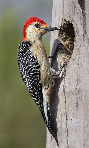 Red-Bellied WoodPecker (Melanerpis Carolinus) | Photographed… | Flickr Red Bellied Woodpecker, Woodpecker Bird, Northern Flicker, Downy Woodpecker, Bird Identification, The Everglades, West Art, Woodpeckers, Bird Theme